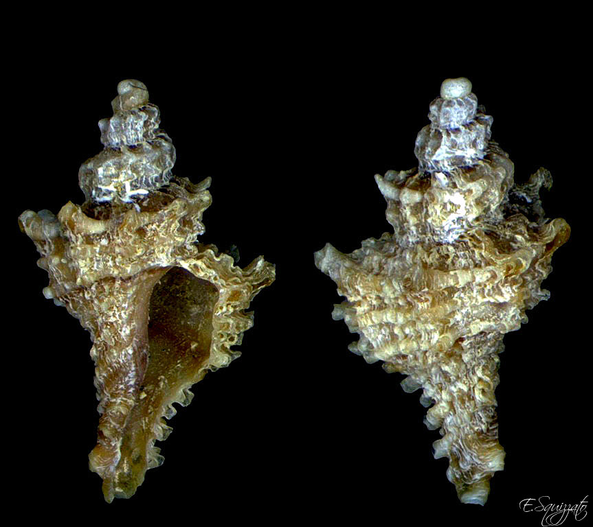 Ocinebrina